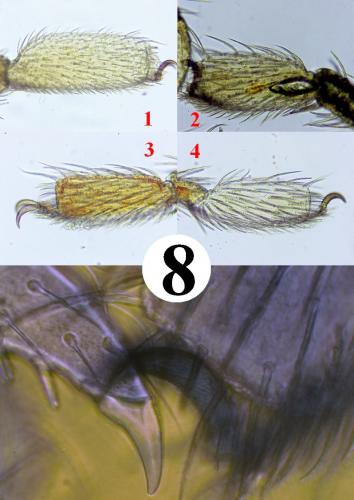 Réf. 216 752 : Erythraeus nivalis